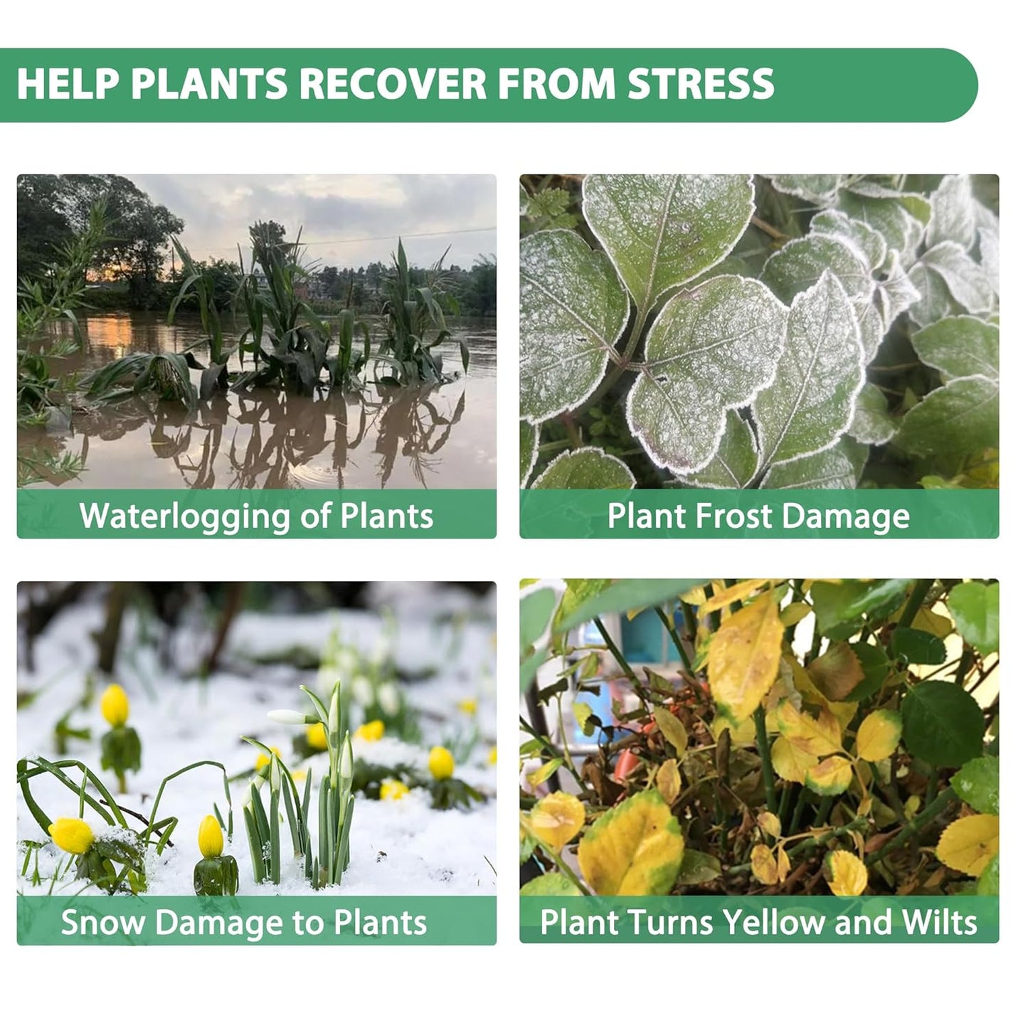 Organic Seaweed Booster, Plant Nutrient Concentrate, Kelp Lawn and Plant Concentrate Liquid Fertilizer for All Plants, Non-Toxic and Safe, Help Plants Healthy Growth and Recover from Stress